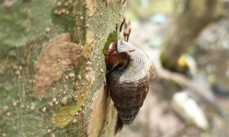 Lạ lùng loài ốc ăn lá trên cây, giá cao vẫn đắt hàng
