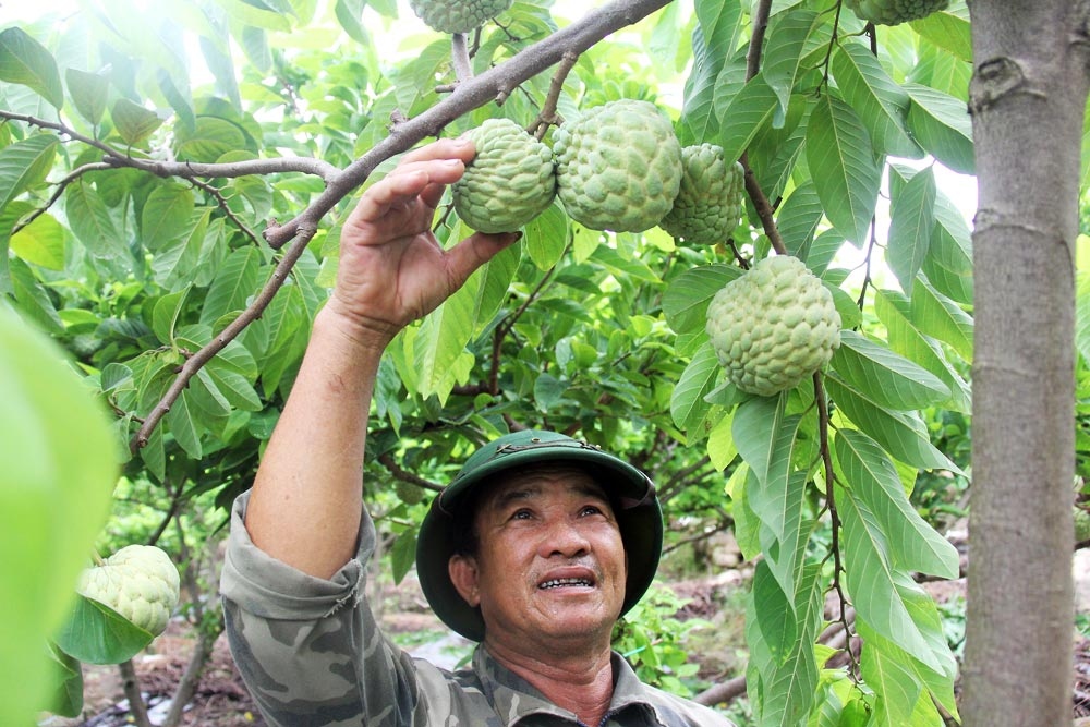 Người trồng na Bắc Giang phấn khởi vì sản lượng tăng, tiêu thụ thuận lợi