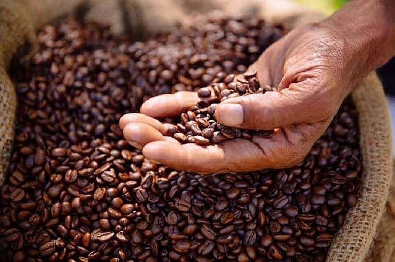 Giá cà phê hôm nay 10/9: Giá cà phê Robusta, Arabica đồng loạt tăng