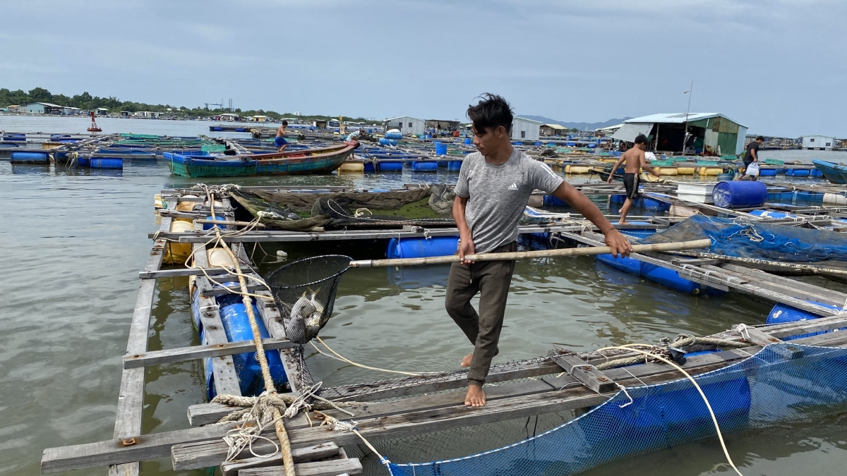 Giá cả thị trường bấp bênh, người nuôi cá lồng bè ở Bà Rịa – Vũng Tàu lo lắng
