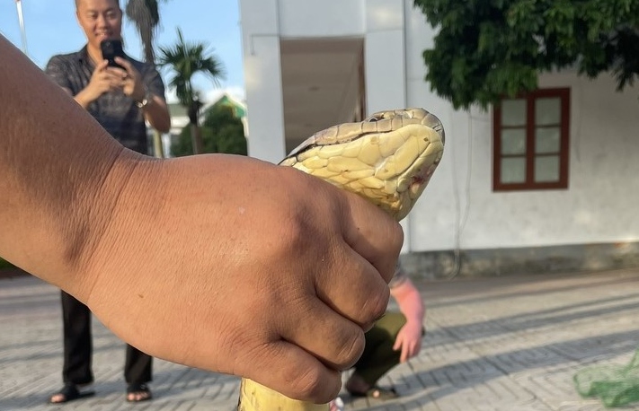 Mua bán trái phép rắn hổ chúa dài hơn 5m tại Nghệ An