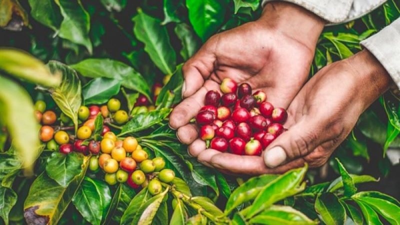 Giá cà phê hôm nay 1/9: Giá cà phê Robusta tăng, cà phê Arabica giảm