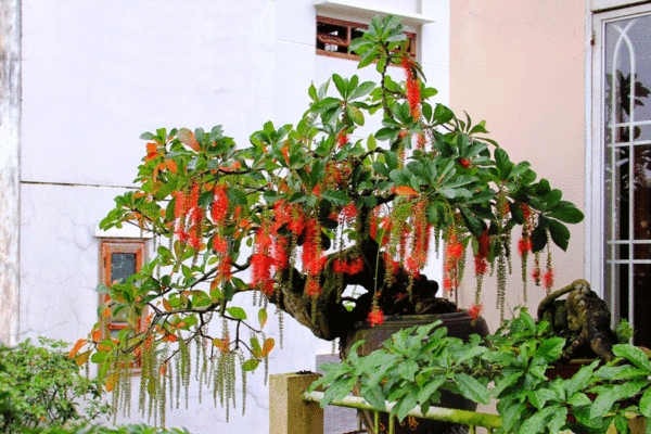 Bonsai có hoa đỏ rực mang biểu tượng tài lộc “gây sốt”