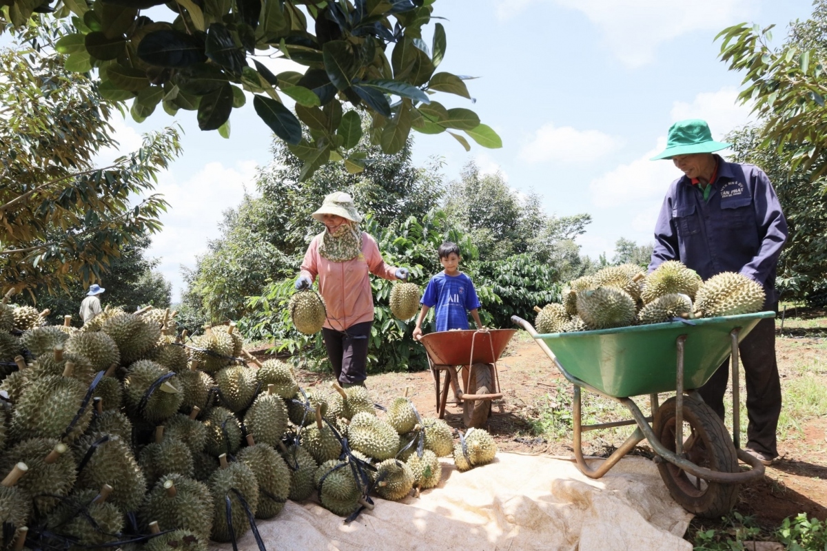 Huyện Krông Pắc (Đắk Lắk) sẵn sàng cho Lễ hội Sầu riêng lần thứ 2