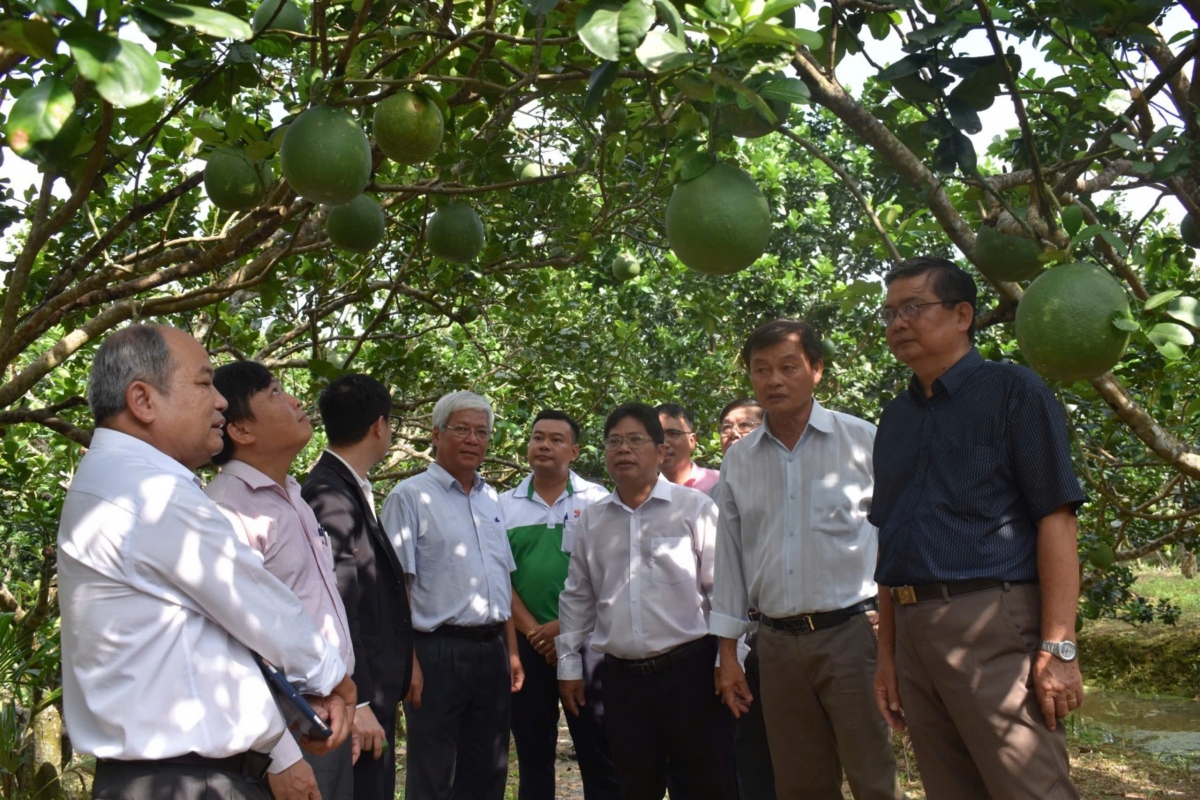 Nở rộ phong trào nông dân sản xuất, kinh doanh giỏi ở xứ dừa