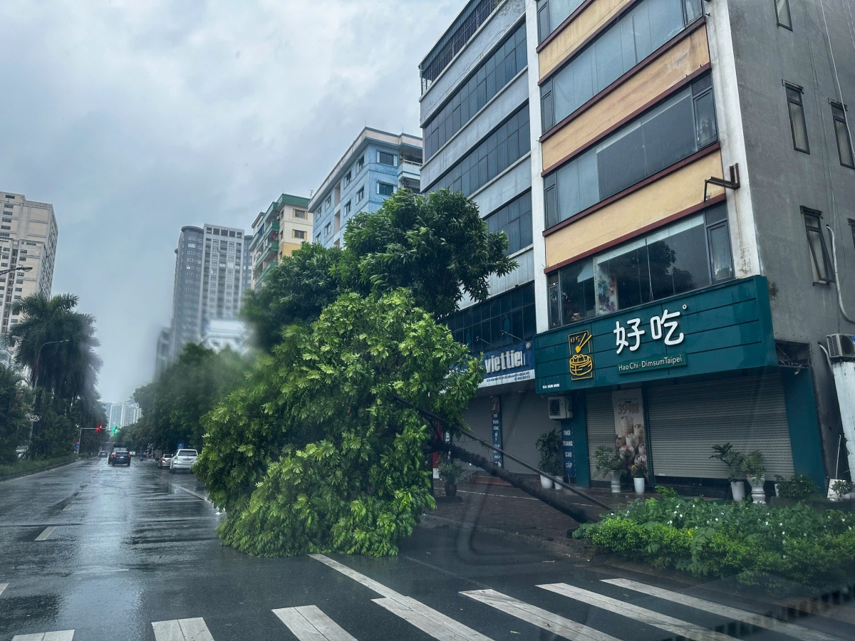 Hà Nội: Mưa lớn, gió giật mạnh quật đổ cây, một số hộ dân phải di dời tránh bão