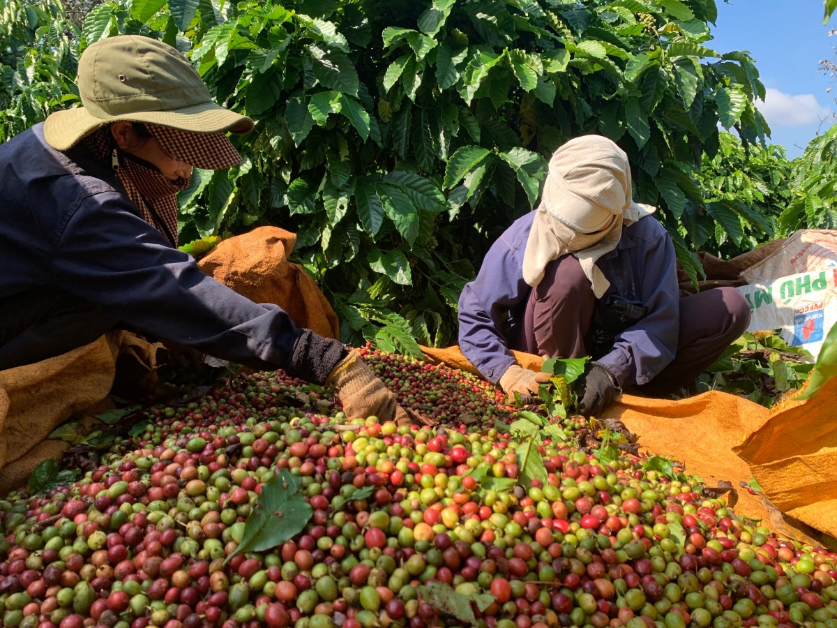 ca_phe_dinh_gia_nong_dan_tay_nguyen_vua_thu_hai_vua_lo_de_phong_trom_cap_anh_5_20241211100311.jpg