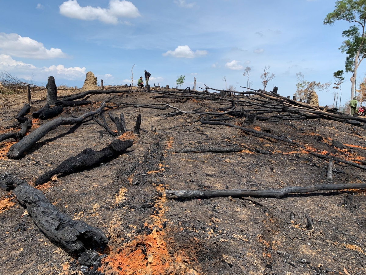 ​Xử lý nghiêm các đối tượng đốt phá rừng ở Đắk Lắk