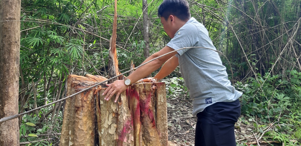 Bắt giữ 2 ô tô và 13 xe độ chế trong vụ phá rừng biên giới Gia Lai