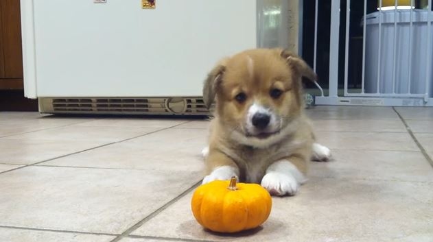 Video: Hài hước chú cún Corgi “gầm ghè” với... một quả bí ngô