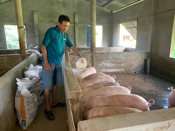 Quảng Trị: Vừa tái đàn vừa ngăn nguy cơ tái bùng dịch tả lợn châu Phi