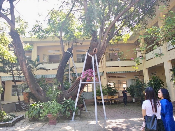 Đà Nẵng nghiêm cấm các trường học tự ý đốn hạ cây xanh