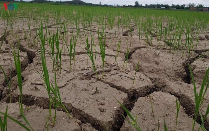 Nam Trung bộ khó đảm bảo nguồn nước tưới cho gần 50.000 ha lúa Hè Thu