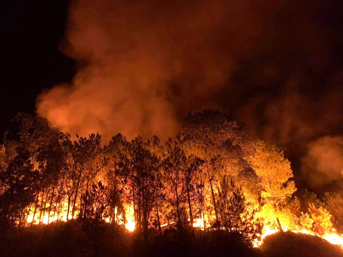 Những cánh rừng thông “chết đứng” sau những trận cháy kinh hoàng