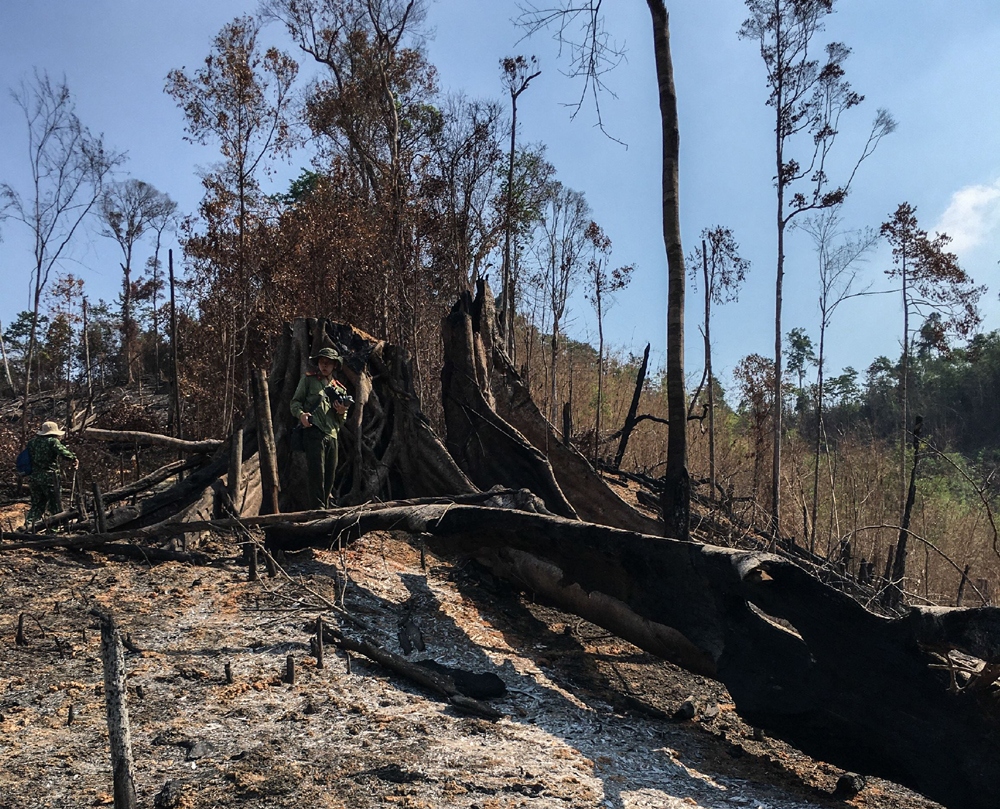 Vụ phá rừng giáp ranh ở Đắk Lắk: Công an vào cuộc điều tra