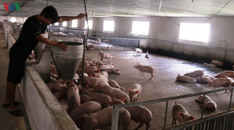 Bắc Ninh gỡ khó cho người chăn nuôi tái đàn lợn