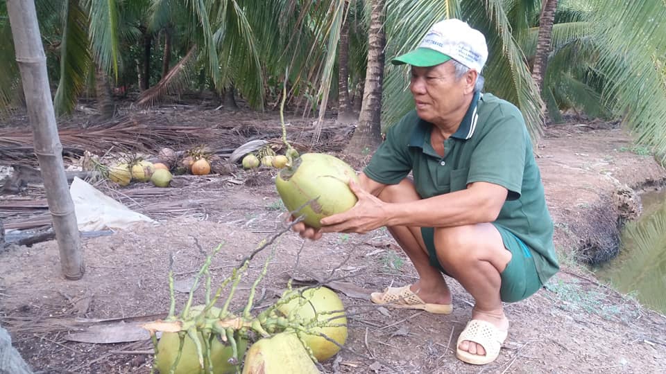 Bến Tre: Giá dừa cao nhưng khan hàng