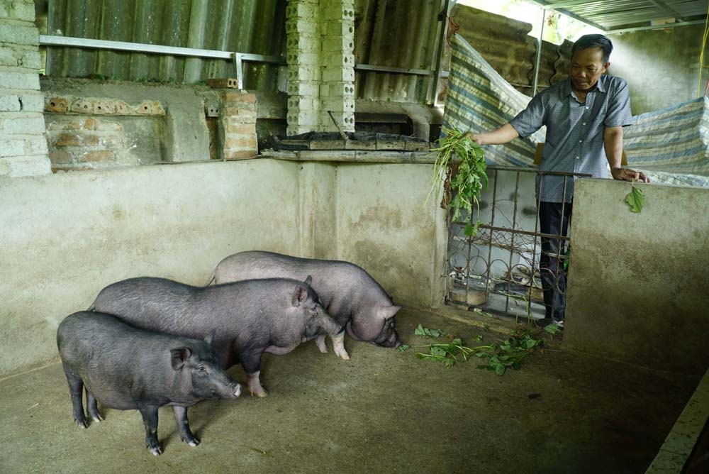 Dịch tả lợn châu Phi tái phát, nông dân Điện Biên lo lắng khi tái đàn