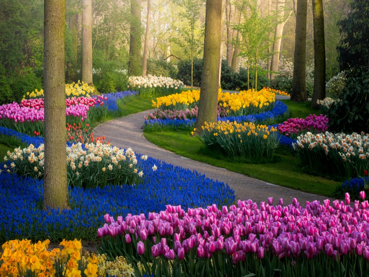 Thiên đường hoa đẹp nhất thế giới không bóng người vì dịch Covid-19