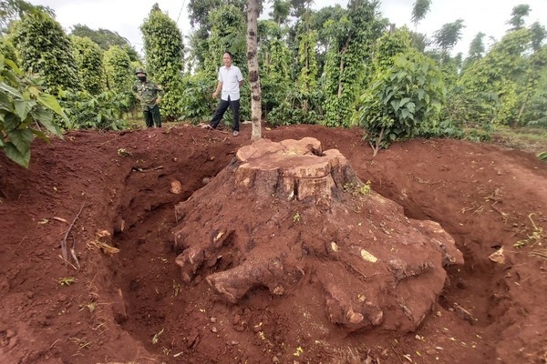 Cây gõ mật trăm tuổi ở Đắk Lắk ‘bốc hơi’ trong mùa Covid-19