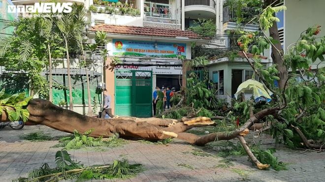 Cây phượng bật gốc trong trường THCS ở TPHCM, đè trúng nhiều học sinh