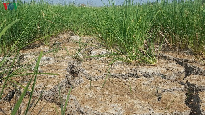 Nhiều diện tích nông nghiệp ở Hà Tĩnh có nguy cơ mất trắng do hạn hán ​