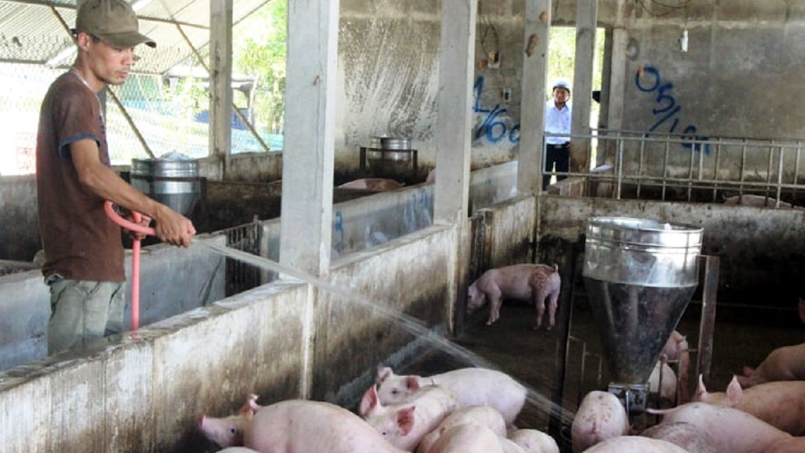 Tái đàn đảm bảo nguồn cung thịt lợn: Lợi ích cho nhiều bên
