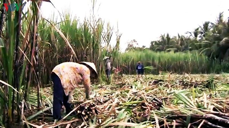 Mía đường “lao đao” bởi khủng hoảng “kép”