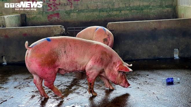 Hàng nghìn con lợn sống được nhập về, giá lợn hơi liên tiếp giảm mạnh