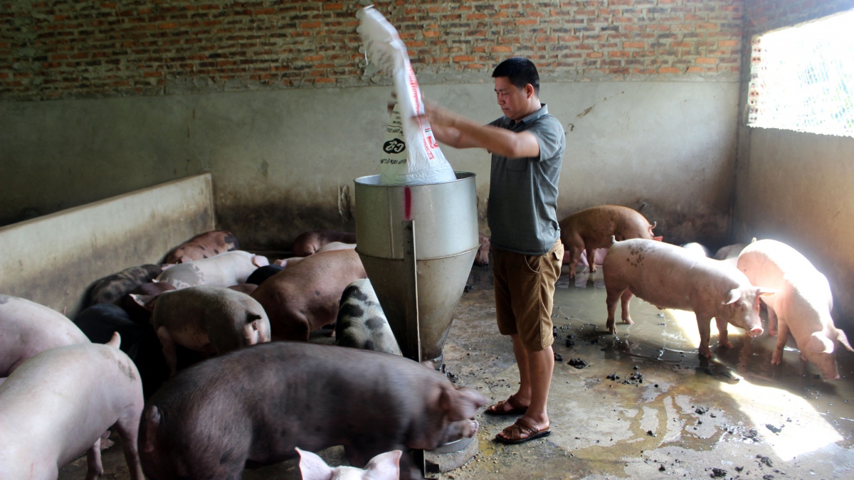 Người chăn nuôi Sơn La nỗ lực tái đàn sau dịch tả lợn châu Phi
