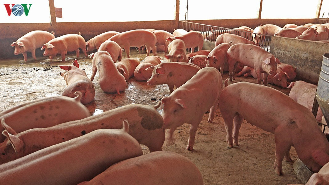 Đại biểu Quốc hội phản ứng “gắt” với giá thịt lợn tăng cao