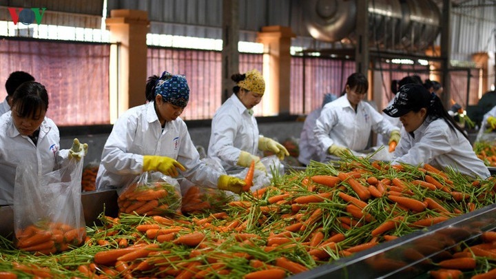 Nông sản, thực phẩm Việt có cơ hội giao thương với Sơn Đông (Trung Quốc)