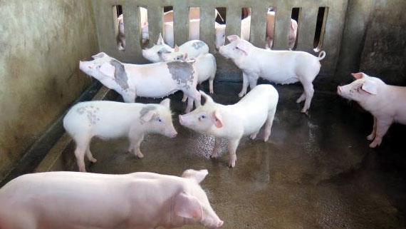 Người chăn nuôi Quảng Ngãi còn nhiều nỗi lo khi tái đàn lợn