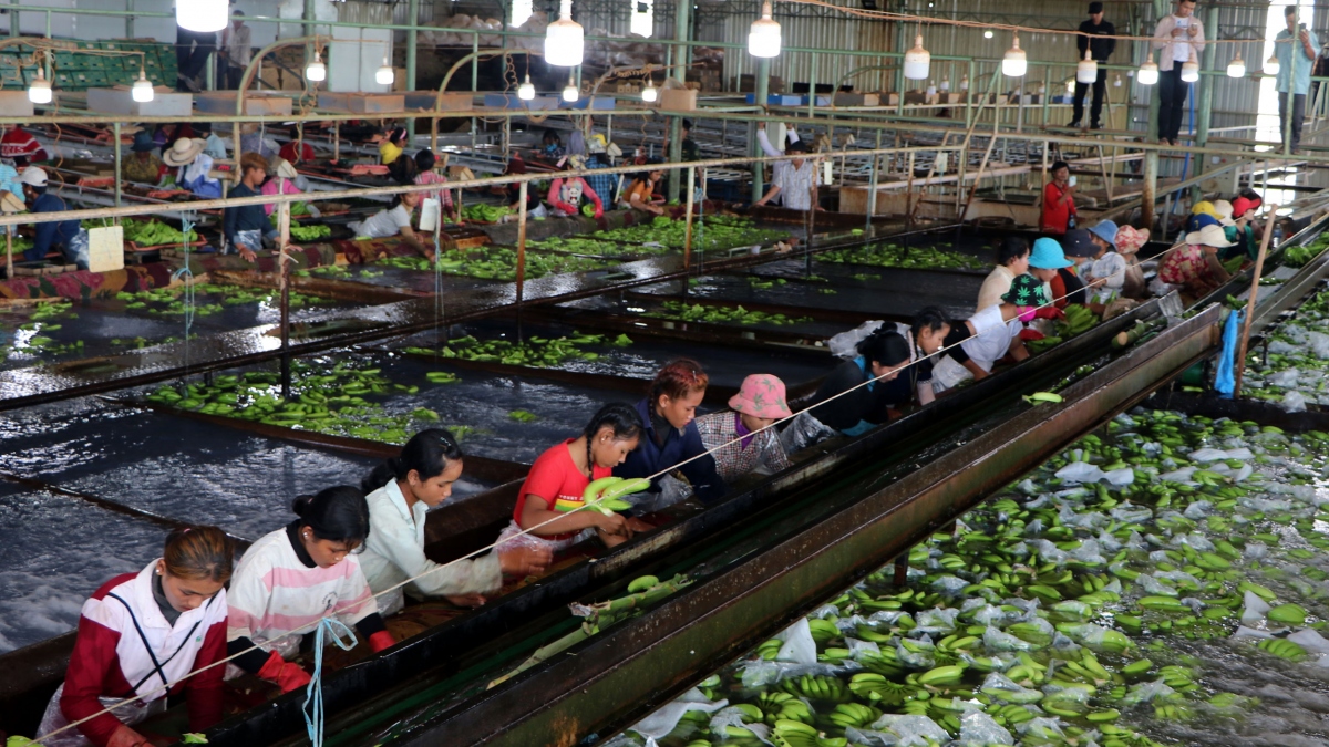 Campuchia xuất khẩu chuối tăng mạnh trong 6 tháng đầu năm