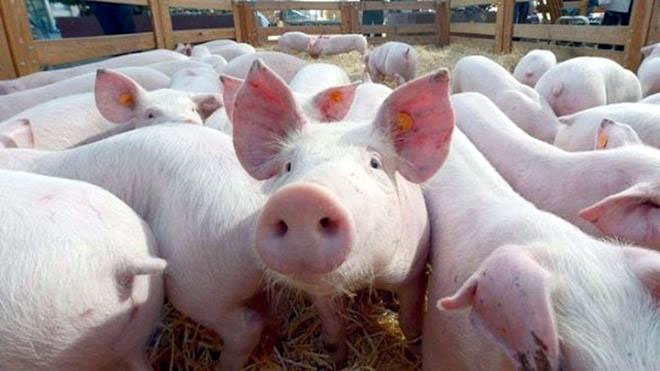 Người tiêu dùng khó mua thịt lợn nhập khẩu từ Thái Lan