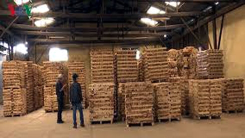 Chế biến và xuất khẩu gỗ tiềm ẩn nhiều rủi ro