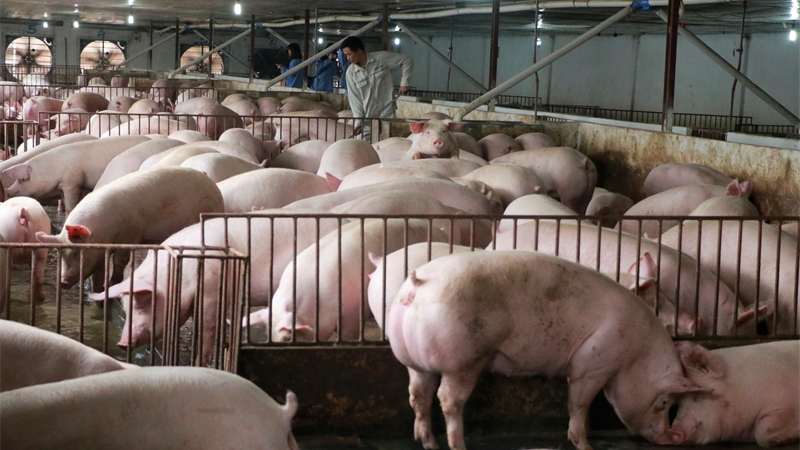 Người chăn nuôi khó tái đàn vì lợn giống giá cao