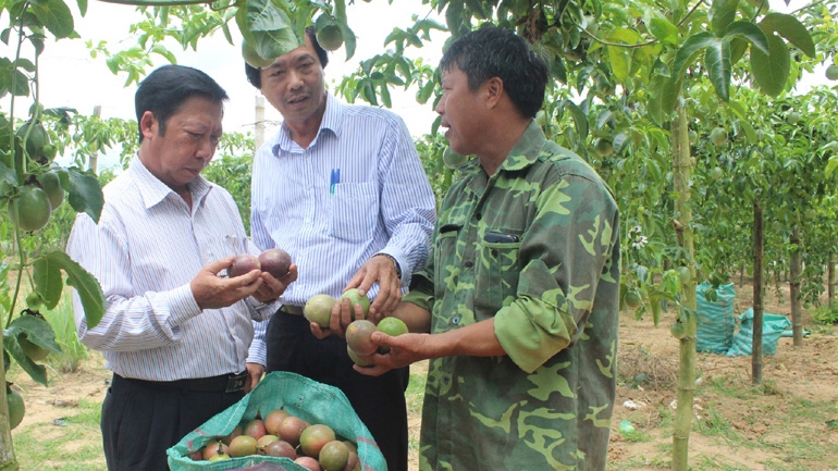 Làm giàu từ những cây ăn quả trồng theo tiêu chuẩn an toàn sinh học