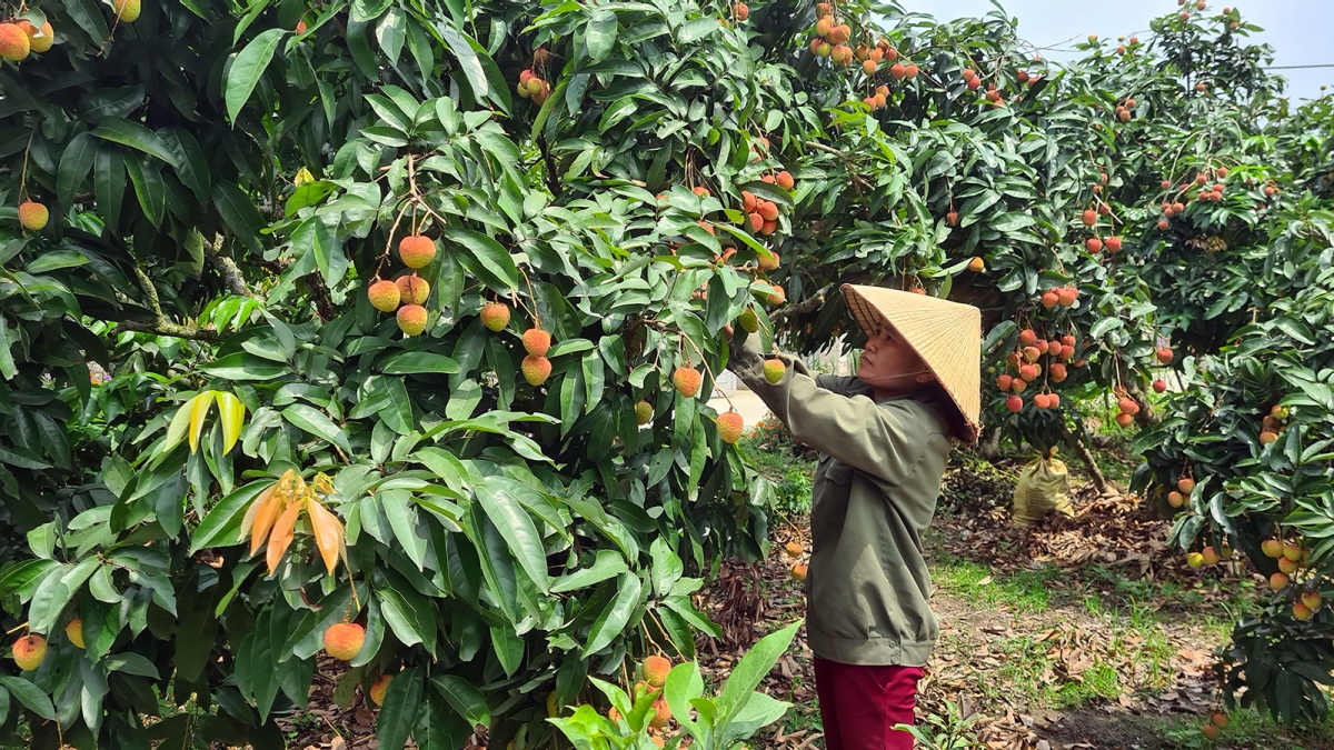 Vải chín sớm Lục Ngạn mới tiêu thụ được gần 1/4 sản lượng