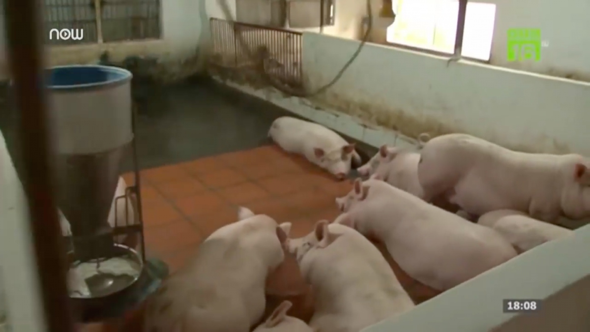 Trung Quốc tăng nhập khẩu, giá lợn ở Việt Nam khó giảm