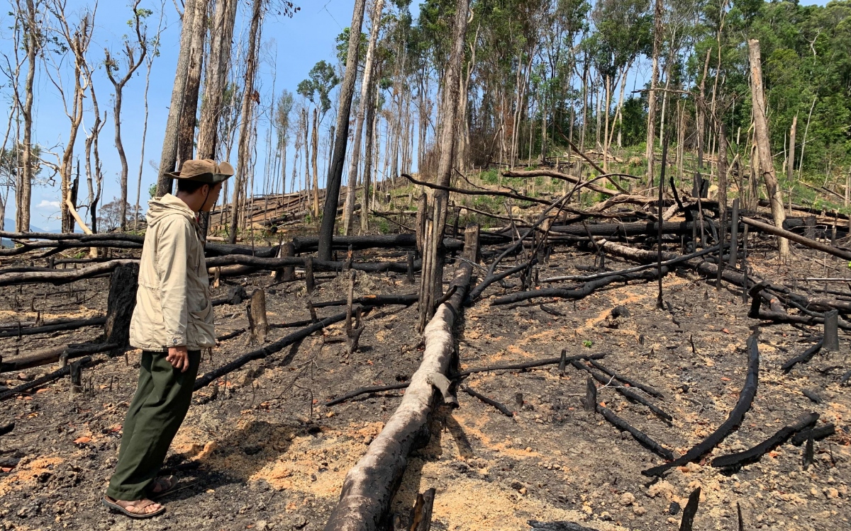 Nạn phá rừng ở Đắk Lắk diễn biến rất phức tạp