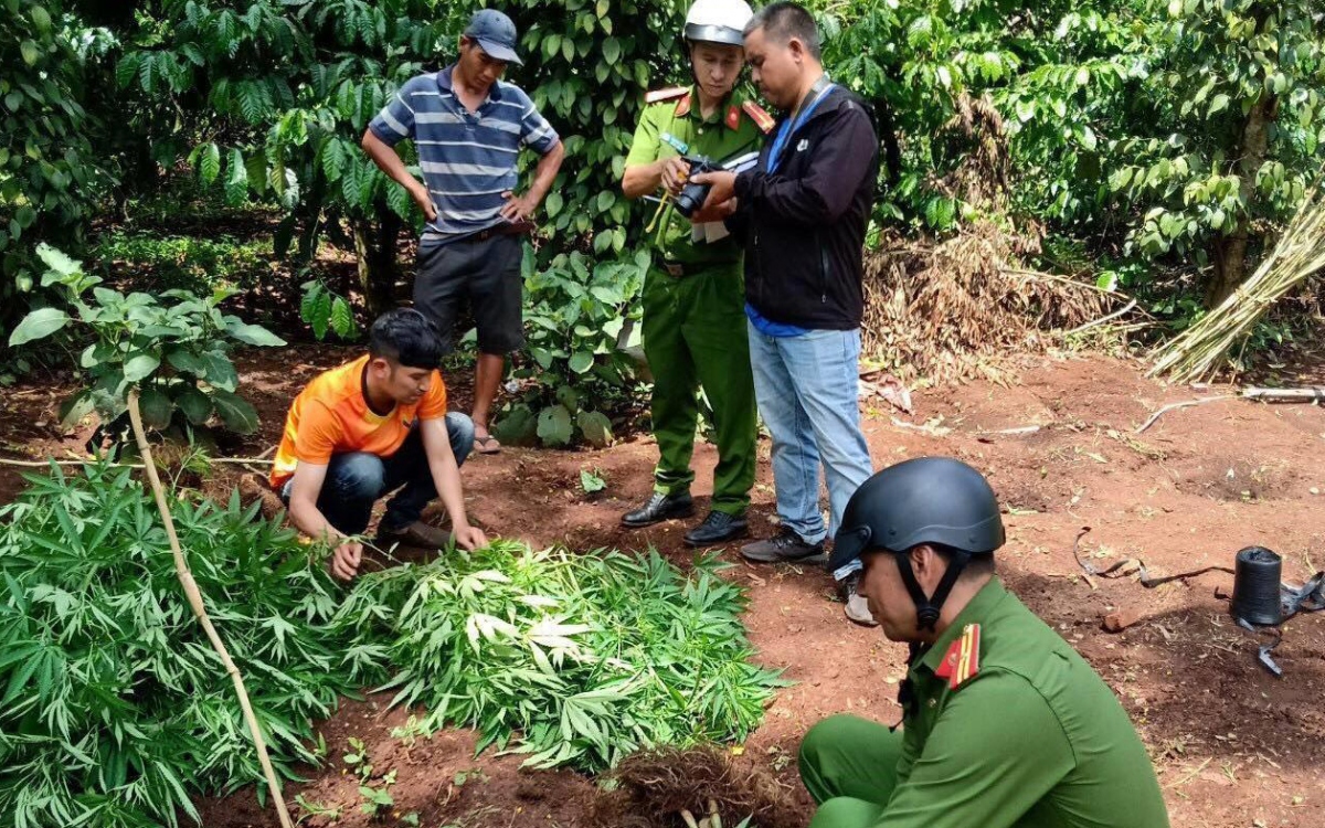 Trồng 539 cây cần sa "để phục vụ chăn nuôi gia cầm"