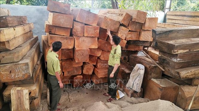 Bắt giữ 7 đối tượng liên quan đến vụ phá rừng tại huyện Kbang
