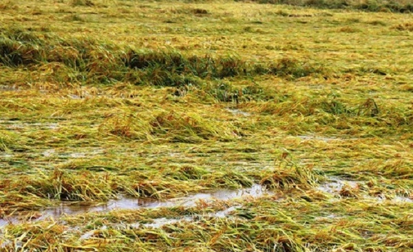 Mưa lớn, hơn 16.000ha lúa ở Thừa Thiên Huế bị ngập, ngã đổ