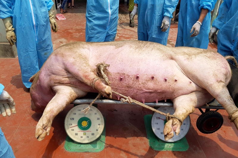 Lai Châu tái phát dịch tả lợn Châu phi tại 4 huyện, thành phố
