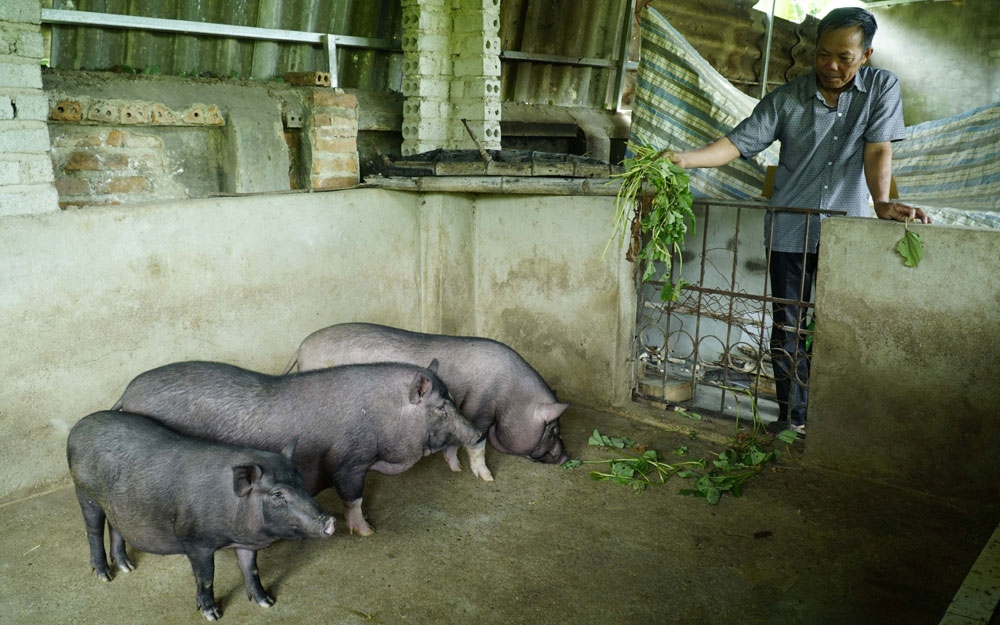 Dịch tả lợn châu Phi tái phát và nỗi lo tái đàn của người dân Điện Biên