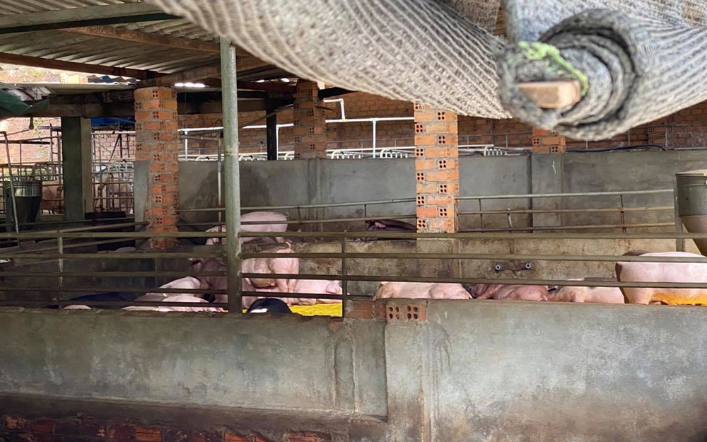 Trang trại nuôi lợn gây ô nhiễm giữa thành phố Buôn Ma Thuột
