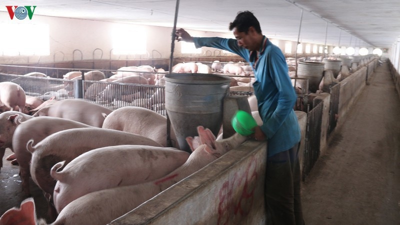 Hết dịch tả lợn châu Phi: Thúc đẩy tái đàn, đảm bảo nguồn cung