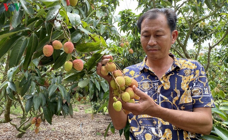 Nông dân Tây Nguyên thu hàng tỷ đồng nhờ trồng vải Lục Ngạn