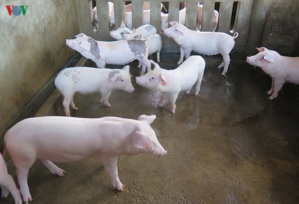 Lợn giống giá cao, người chăn nuôi khó tái đàn